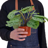 Maranta Leuconeura Kerchoveana
