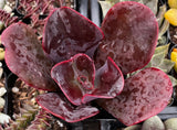 Close-up of a Echeveria 'Mahogany Rose' with dark red leaves.