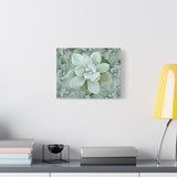 Pachyveria Haagei Succulent Pattern Canvas Print – Botanical Wall Art