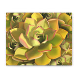 Noble Aeonium Succulent Pattern Canvas Print – Botanical Wall Art