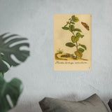 Mentha hortensis verticillata with Butterfly, Colorized Reproduction from Erucarum Ortus (1717)