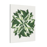 Calathea White Fusion Canvas Print – Botanical Wall Art