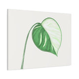 Monstera Albo Canvas Print – Botanical Wall Art