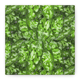 Aglaonema Pictum Canvas Print – Botanical Wall Art