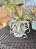 Xerographica plants on a textured surface with a blurred background