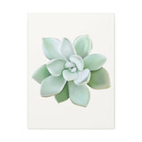 Pachyveria Haagei Succulent Canvas Print – Botanical Wall Art