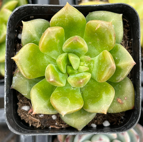 Echeveria 'Sprout n Green' plant in a black pot