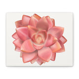 Graptosedum California Sunset Succulent Canvas Print – Botanical Wall Art