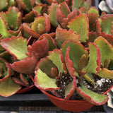 Potted Kalanchoe longiflora with red and green leaves in a potting tray.