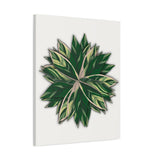 Stromanthe Triostar Canvas Print – Botanical Wall Art
