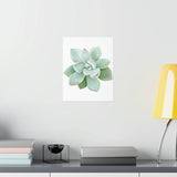 Pachyveria Haagei Succulent Botanical Print – Unframed Wall Art