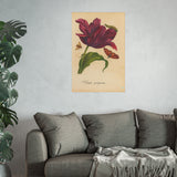 Tulipa Purpurea with Insects Colorized Reproduction from Erucarum Ortus (1717)