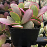 Crassula platyphylla Pink Jade with pink and green leaves in a greenhouse setting