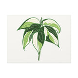 Philodendron Cream Splash Canvas Print – Botanical Wall Art