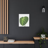 Philodendron Gloriosum Canvas Print – Botanical Wall Art