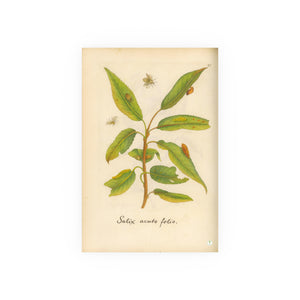 Salix acuto folio, Colorized Willow Engraving with Insects