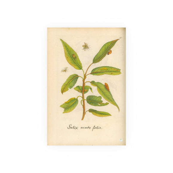 Salix acuto folio, Colorized Willow Engraving with Insects