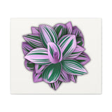 Tradescantia Nanouk Canvas Print – Botanical Wall Art