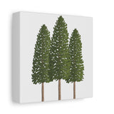 Ponderosa Pine Canvas Print – Wall Art