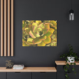 Noble Aeonium Succulent Pattern Canvas Print – Botanical Wall Art