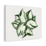 Manjula Pothos Canvas Print – Botanical Wall Art