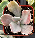 Echeveria 'Decora' plant in a red pot with soil