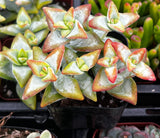 Close-up of a potted Crassula 'High Voltage'  plant with green and red leaves.