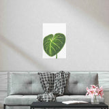 Philodendron Gloriosum Botanical Print – Unframed Wall Art