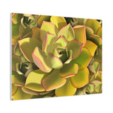 Noble Aeonium Succulent Pattern Canvas Print – Botanical Wall Art