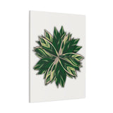Stromanthe Triostar Canvas Print – Botanical Wall Art