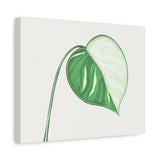 Monstera Albo Canvas Print – Botanical Wall Art