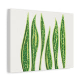 Snake Plant Canvas Print – Botanical Wall Art