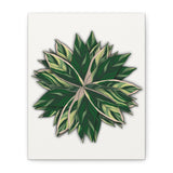 Stromanthe Triostar Canvas Print – Botanical Wall Art