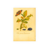 Flos prunus Damascena (Flowering Damson Plum) with Butterfly, Colorized Reproduction from Erucarum Ortus (1717), GoGardenNow Exclusive