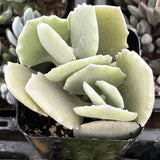 Close-up of a Kalanchoe milottii with layered green leaves in a pot.