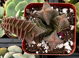 Crassula 'Pagoda Village' in a pot with a red border, surrounded by green succulents.