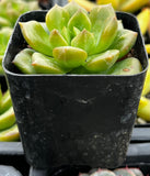 Echeveria 'Sprout n Green' plant in a black pot with blurred background