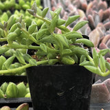 Senecio peregrinus plant in a black pot with other plants in the background
