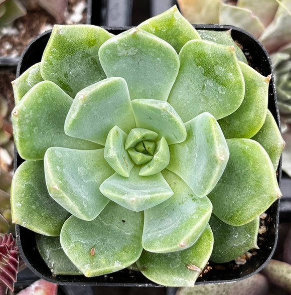 Close-up of a Echeveria 'Sofia' plant in a pot