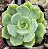 Close-up of a Echeveria 'Sofia' plant in a pot
