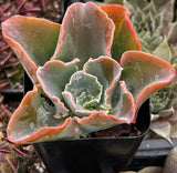 Echeveria 'Domingo' with pink and green leaves in a pot.