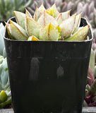 Echeveria 'Glory' in a black pot with a blurred background