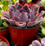 Echeveria 'Neon Breaker' in a red pot surrounded by other plants