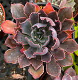 Close-up of Echeveria 'Neon Breaker' with pink and green leaves.