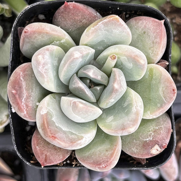 Echeveria 'Green Pearl'  in a pot with a blurred background