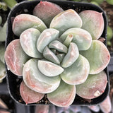Echeveria 'Green Pearl'  in a pot with a blurred background