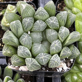 Haworthia cooperi var. truncata plant in a pot with a patterned surface