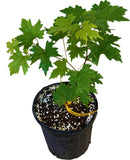 Potted Southern Home Muscadine Hybrid Super Sweet Grape Plant with green leaves on a white background