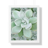 Pachyveria Haagei Succulent Pattern Framed Print – Botanical Wall Art