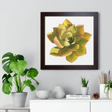 Noble Aeonium Succulent Framed Print – Botanical Wall Art